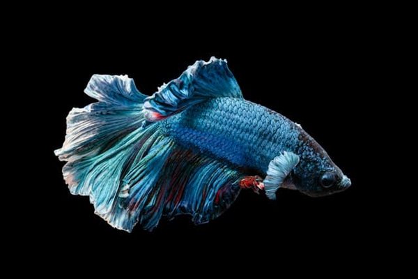 How to manage and reduce aggression in male beta fish?