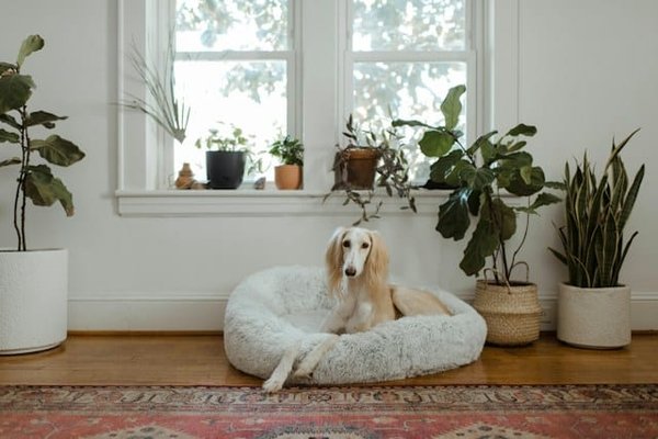 How to choose the best pet bed for pets with orthopedic issues?